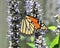 Monarch Butterfly