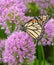 Monarch Butterfly On Allium Flowers