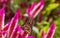 Monarch butterfly and another bug on pink spikey flowers with blurred background - vivid colors