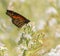 A Monarch Butterfly on an aster plant