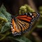 Monarch butterfly atom backdrops
