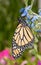 Monarch butterfly on a baby blue Chinese Forget-me-not flower