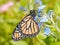 Monarch butterfly on a baby blue Chinese Forget-me-not flower