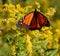 Monarch Butterfly in Beautiful Autumn Sunshine as it Eats from a Yellow Wildflower