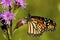 Monarch Butterfly on Blazing Star  602166