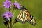 Monarch Butterfly on Blazing Star  602168