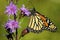 Monarch Butterfly on Blazing Star  602169