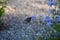 Monarch butterfly on blue ageratum blossoms