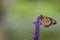 Monarch Butterfly on blue salvia flower, green background