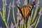 Monarch butterfly on blue vervain flowers in New Hampshire.