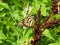 Monarch butterfly on brown seeds of Curly Dock plant 3