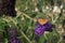 Monarch butterfly on a Buddleja davidii Black Knight