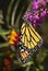 Monarch Butterfly on Butterfly Bush