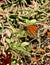 Monarch butterfly camouflage dead leaves