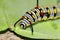 Monarch butterfly caterpillar