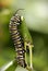 Monarch Butterfly Caterpillar