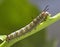 Monarch Butterfly Caterpillar