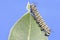 Monarch Butterfly Caterpillar (danaus plexippus)