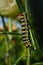 Monarch butterfly caterpillar Insect