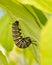 A Monarch Butterfly caterpillar in J form