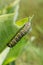 Monarch Butterfly Caterpillar Larvae