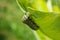 Monarch Butterfly Caterpillar Larvae