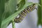Monarch Butterfly caterpillar on Milkweed
