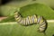 Monarch butterfly caterpillar on a milkweed leaf.