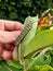 A monarch butterfly caterpillar on a milkweed plant leaf.