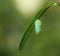 Monarch butterfly chrysalis