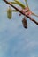 Monarch Butterfly Chrysalis in clear stage blue background portrait