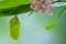 Monarch Butterfly Chrysalis newly formed on Swamp Milkweed