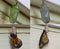 Monarch Butterfly Chrysalis in stages of emergence