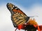 Monarch Butterfly in the Clouds