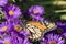 Monarch Butterfly on clump of Purple Aster flowers