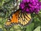 A Monarch butterfly collecting nectar