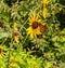 Monarch butterfly, common tiger butterfly,   on yellow flower, sunflower