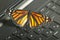 Monarch Butterfly on the computer keyboard ecological energy co