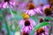 Monarch Butterfly on ConeFlowers