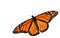 Monarch Butterfly cutout White Background