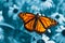 Monarch Butterfly on Cyan Blue Background - Danaus plexippus