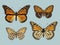Monarch Butterfly Danais Archippus from Moths and butterflies
