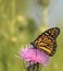 Monarch Butterfly, Danaus plexippus