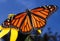 Monarch Butterfly (Danaus plexippus)