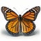 Monarch butterfly Danaus plexippus. Beautiful Butterfly in Wildlife. Isolate on white background