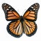 Monarch butterfly Danaus plexippus. Beautiful Butterfly in Wildlife. Isolate on white background