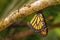 Monarch butterfly - Danaus plexippus, beautiful popular orange butterfly