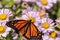 Monarch butterfly, Danaus plexippus, in a butterfly garden on a