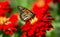 Monarch Butterfly Danaus plexippus on red flower