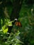 Monarch Butterfly Danaus Plexippus Side Profile